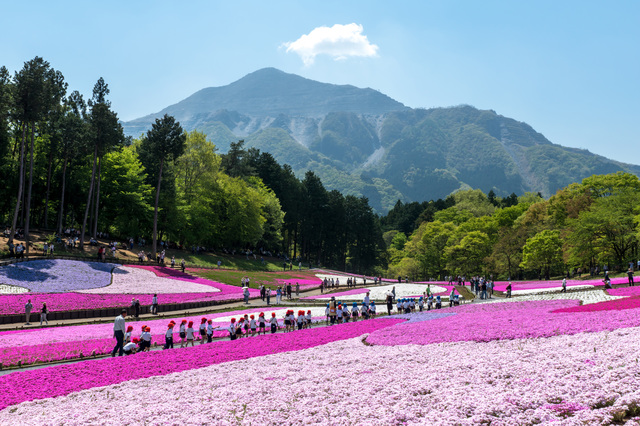 羊山公園の芝桜と武甲山(PIXTA)