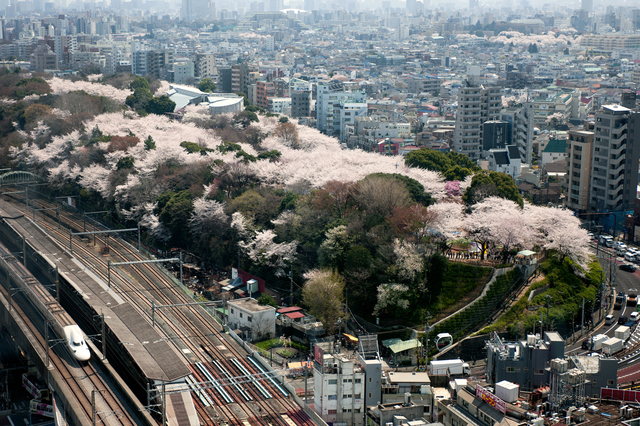 飛鳥山(PIXTA)