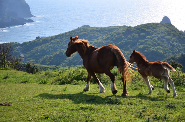 隠岐島の野生馬(PIXTA)