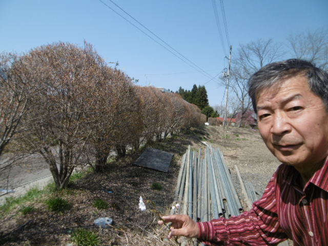 記念桜1番目桜