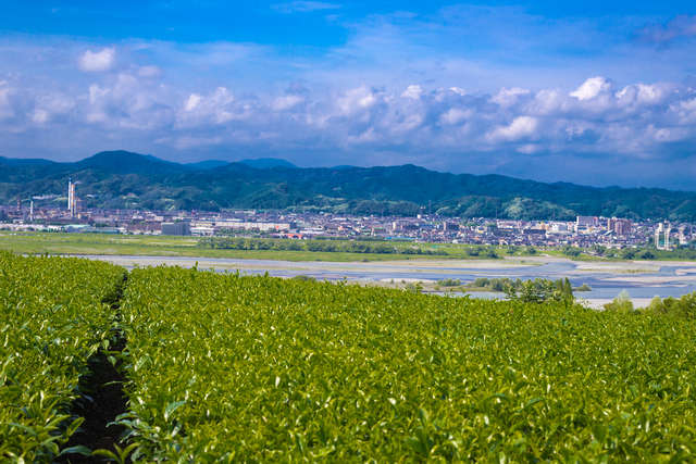 ＰＨＰ友の会島田