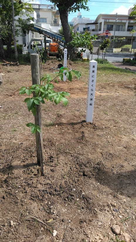 『未来にさくら大"咲”戦』の桜の植樹祭に参加　沖縄やんばる友の会