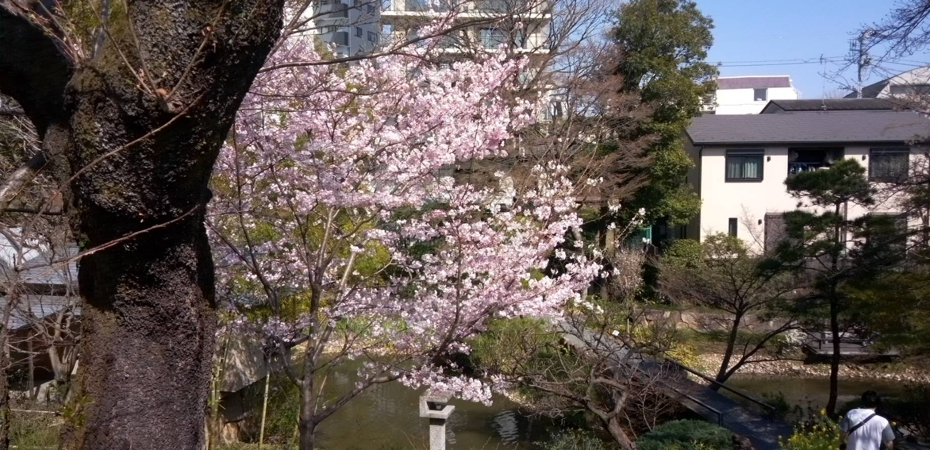 PHPウイメンズスマイル4お花見会