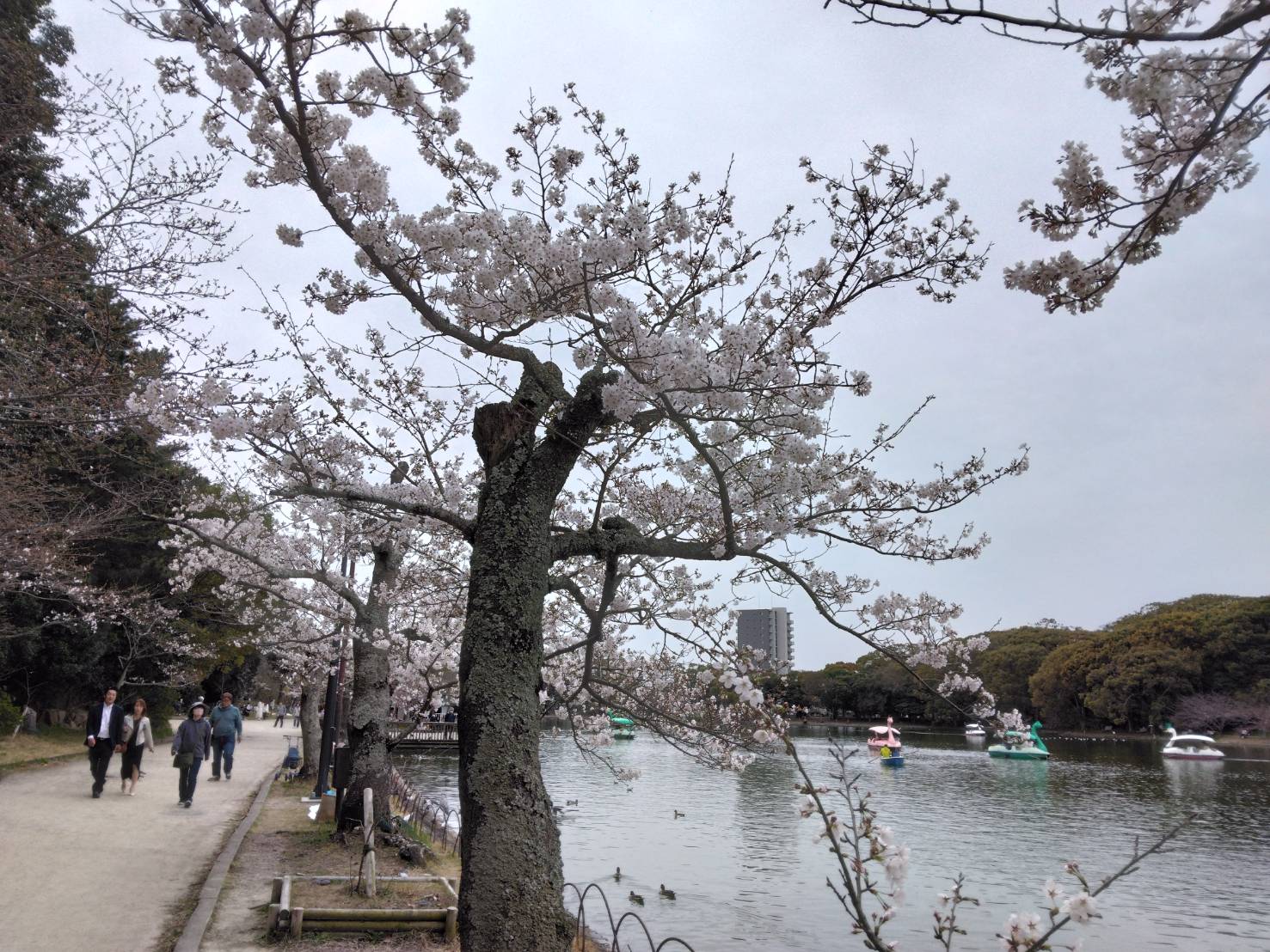 兵庫ＰＨＰ研究会  ４月度お花見会を開催　　　　　　　　　　　　