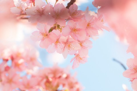 sakura01