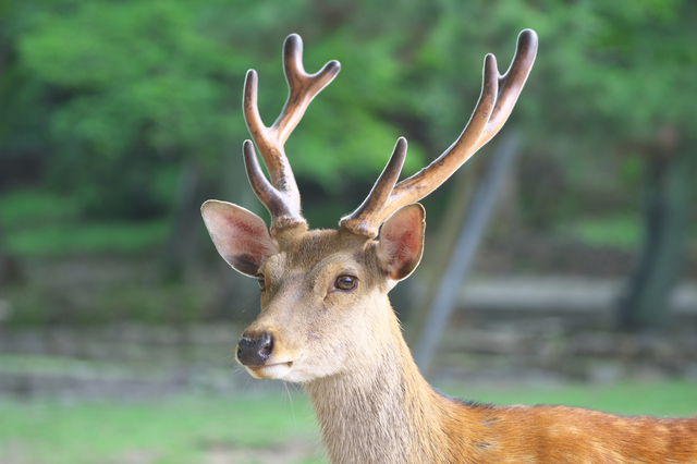 —奈良公園(PIXTA)