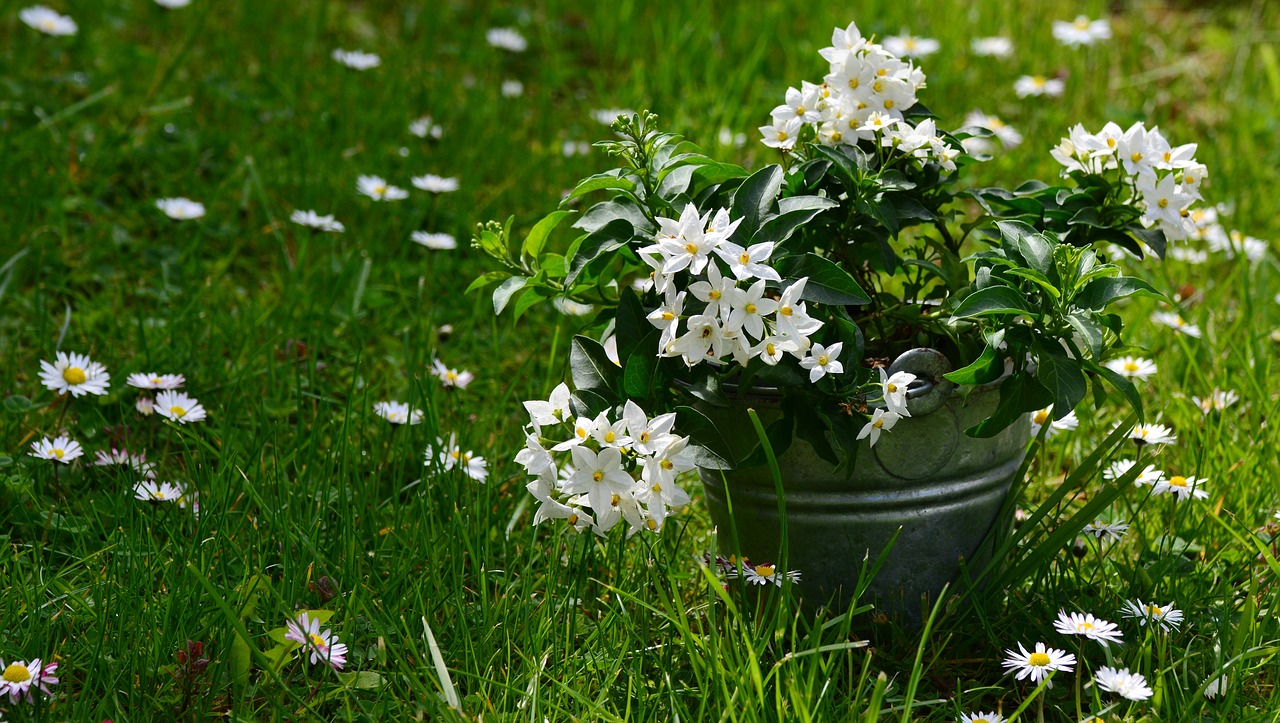 jasmin_ image